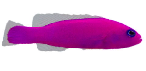 Purple Dottyback Fish for Sale