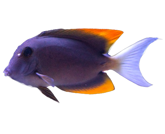 2334 Tomini Tang - Image 1