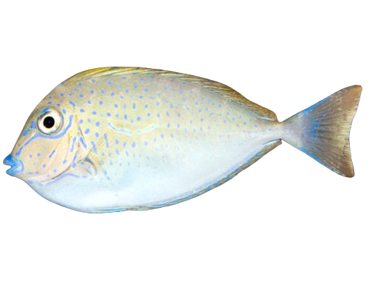 4 Vlamingi Tang - Image 1