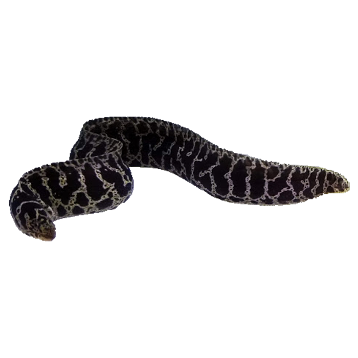 Chainlink Eel For Sale