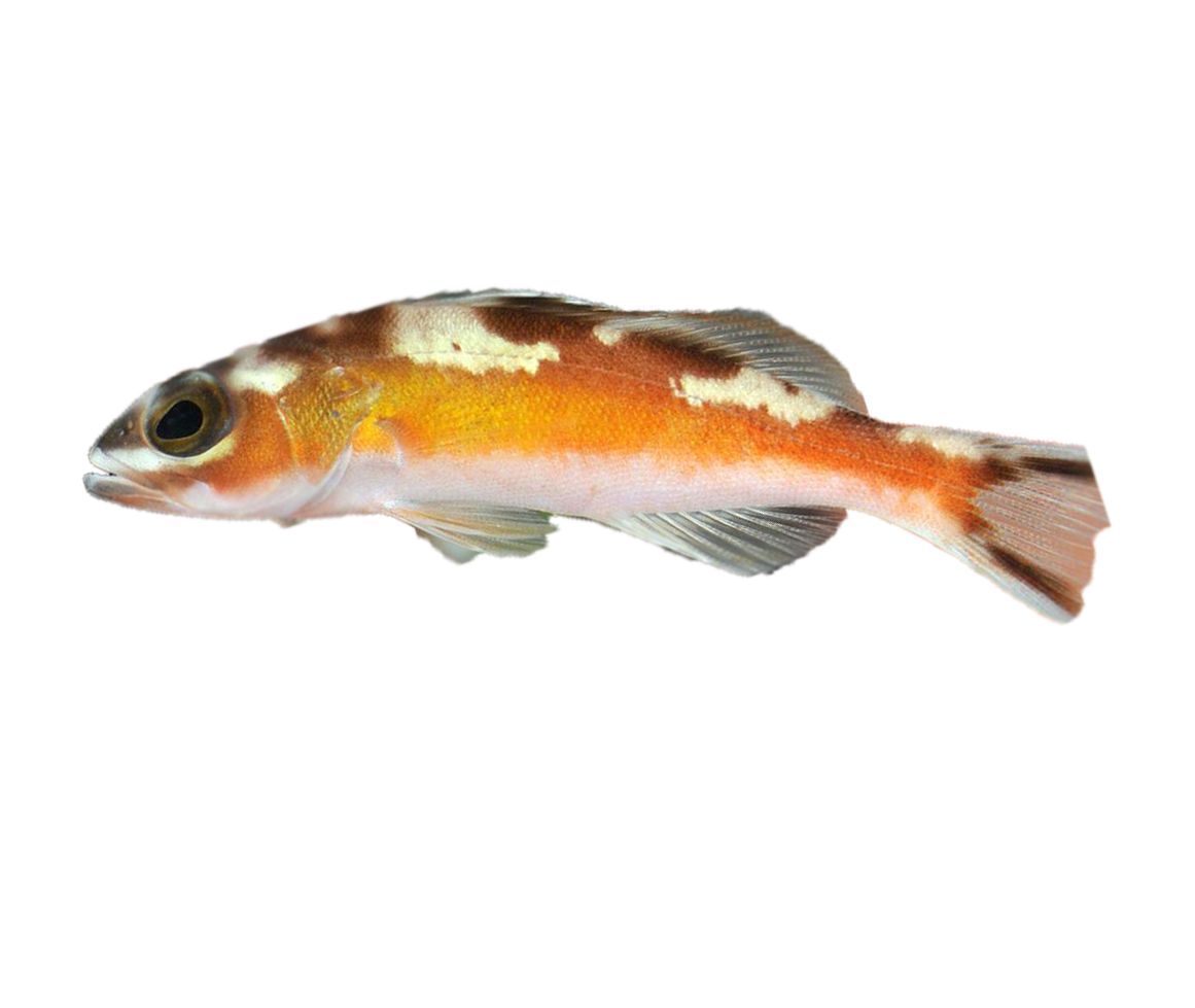 Tobacco Basslet Fish for Sale