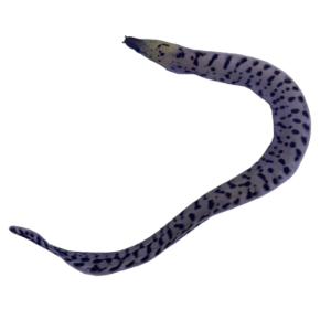 Yellow Head Eel for Sale