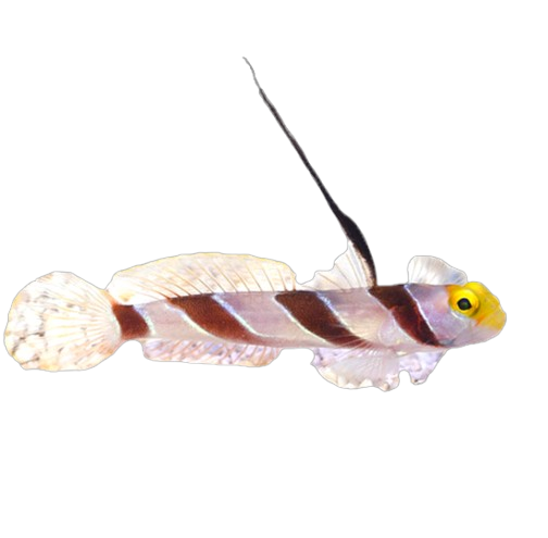 98 Yellow Rose Goby - Image 1