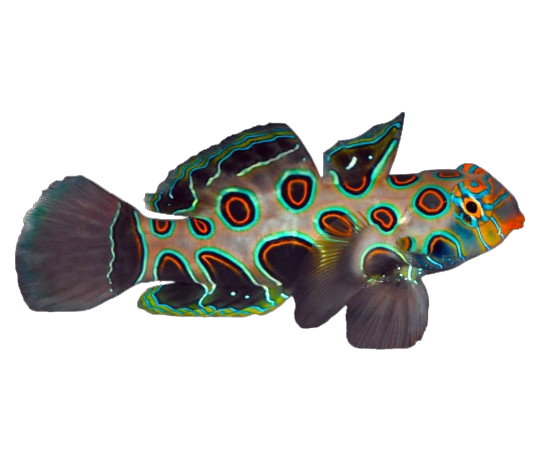 adasd Spotted Mandarin Dragonet - Image 1