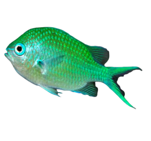 Reef Chromis Fish for Sale