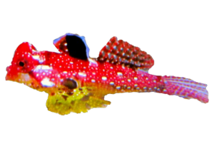 Ruby Red Dragonet for Sale