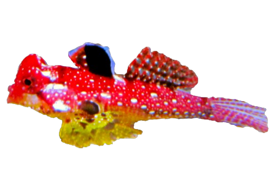 aswdqaw Ruby Red Dragonet for Sale