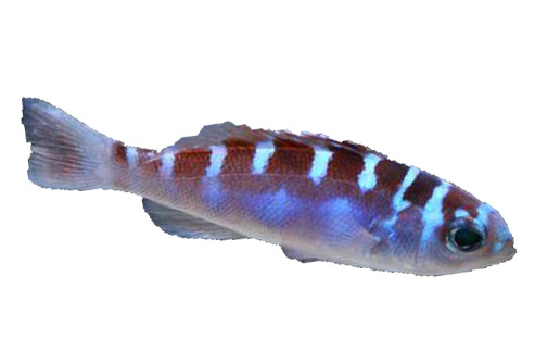 Chalk Bass Fish For Sale