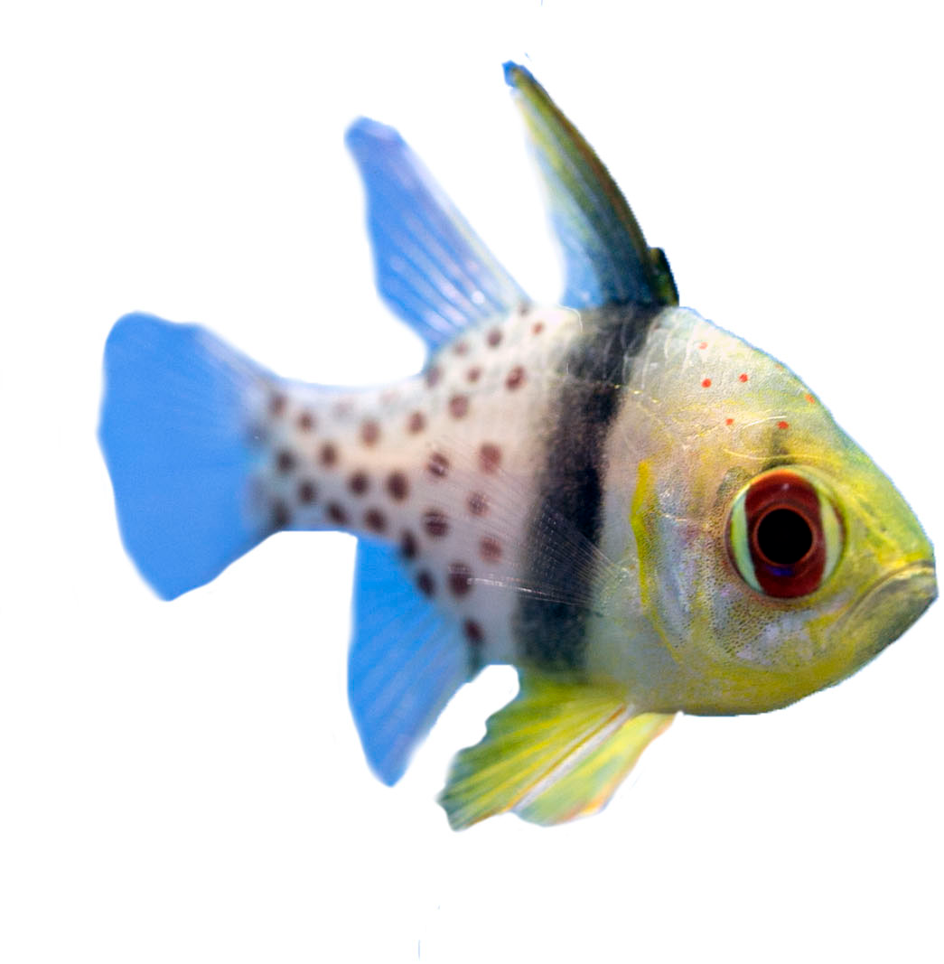 Pajama Cardinal Fish for Sale