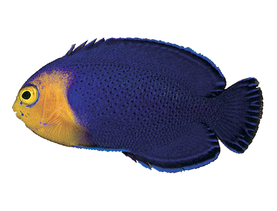 Cherub Pygmy Angelfish For Sale