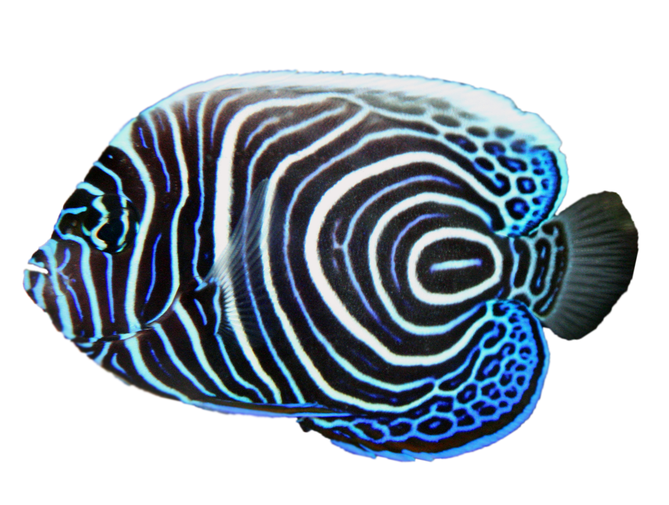 Emperor Angelfish for Sale