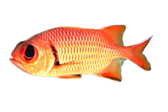 image009 Big Eye Squirrel - Image 1