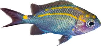 image012 Orange Line Chromis - Image 1