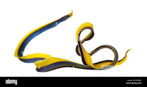 Black Ribbon Eel For Sale