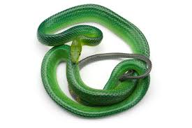 Green Moray Eel for Sale