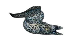 Mexican Dragon Eel for Sale