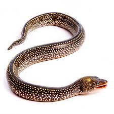 Red Pepper Moray Eel for Sale