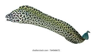 Spotted Moray Eel for Sale