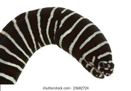 Zebra Moray Eel for Sale