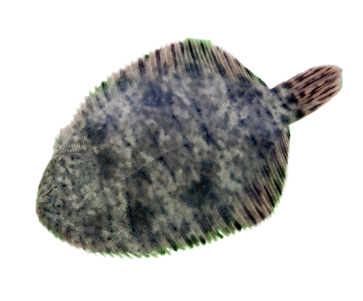 image030 Flounder - Image 1