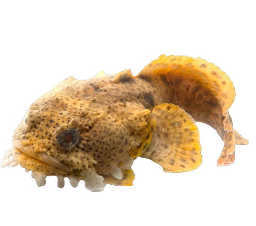image034 Gulf Toadfish - Image 1
