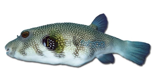 image037 Stars and Stripes Puffer - Image 1