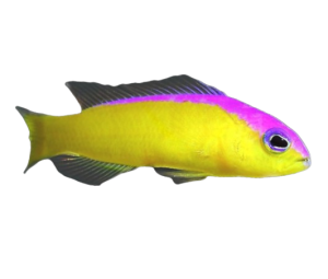 Dottyback Saltwater Fish For Sale