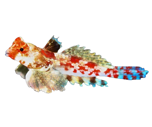 image065 Red Scooter Blenny - Image 1