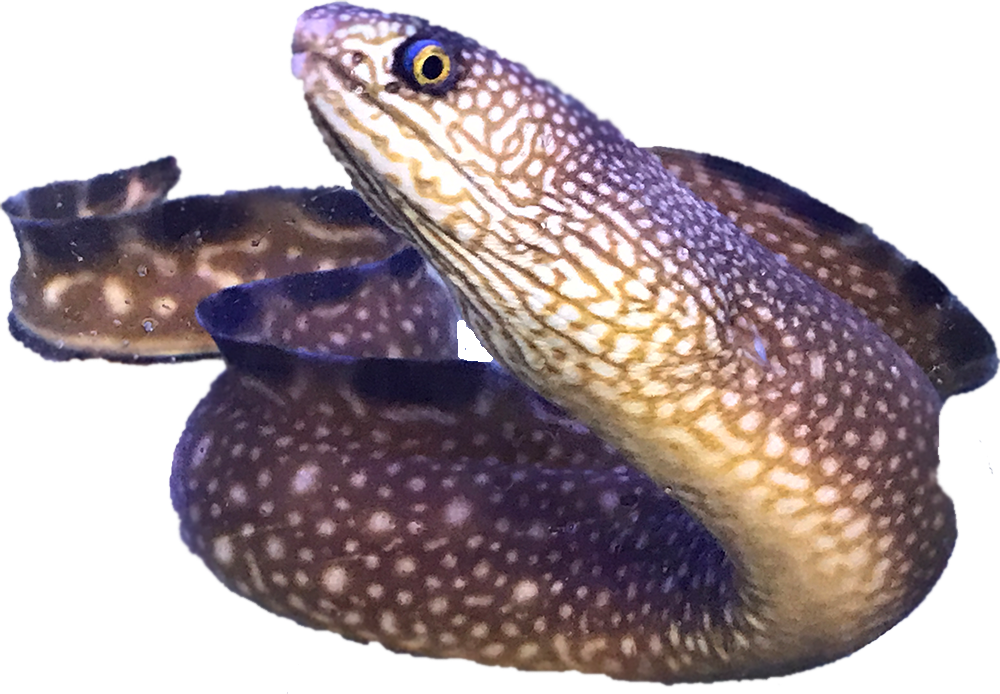 Black Edge Moray Eel For Sale