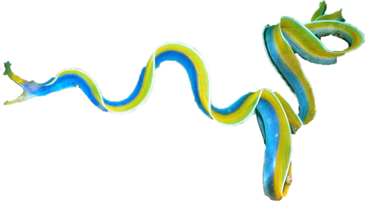 Blue Ribbon Eel For Sale