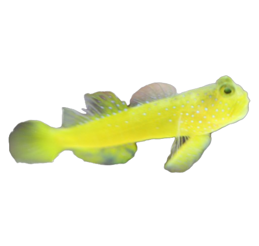 qq Yellow Watchman Goby - Image 1