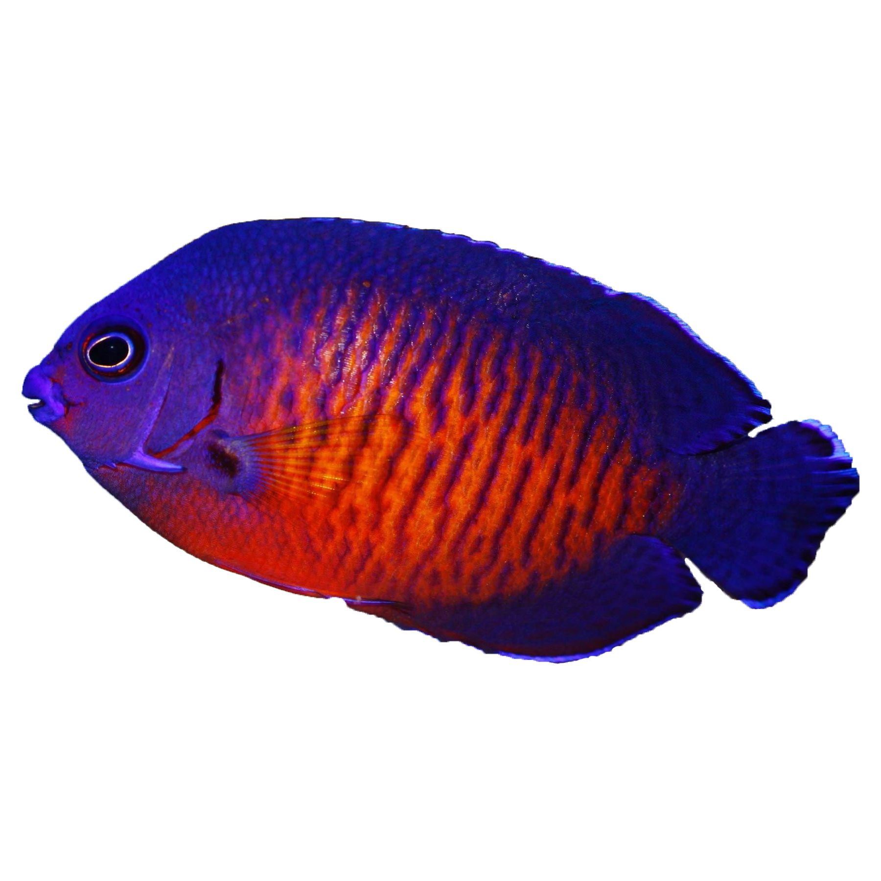 Coral Beauty Angelfish for Sale