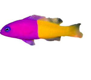 Royal Dottyback Fish for Sale
