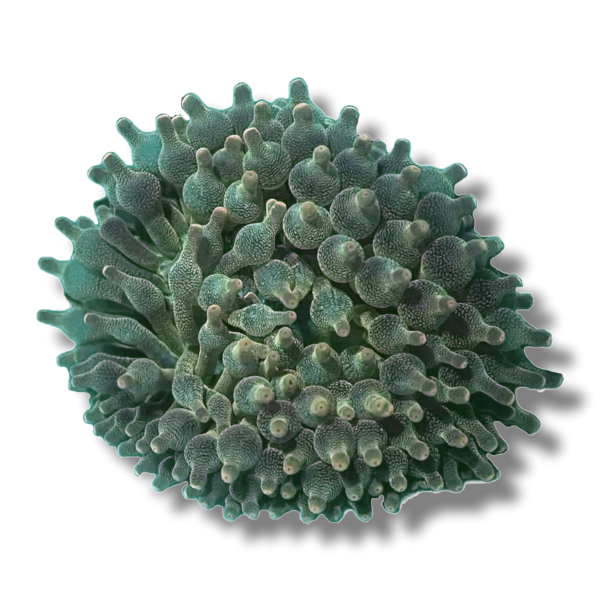 GreenBubbleTip Green Bubble Tip - Image 1