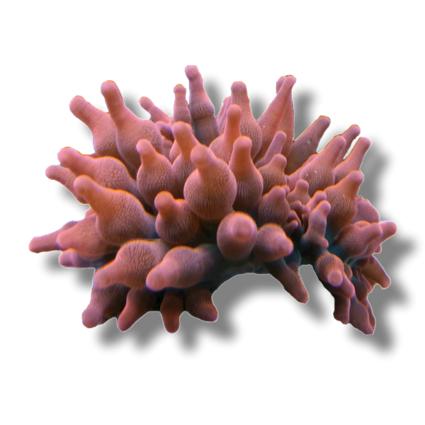 RoseBubbleTip Rose Bubble Tip - Image 1