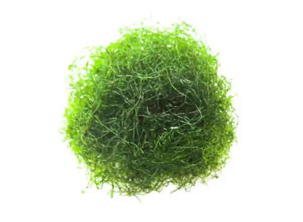 Chaetomorpha - Image 1