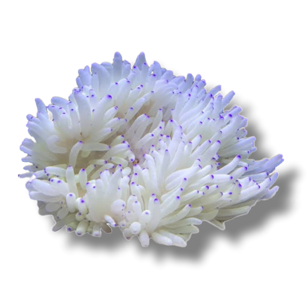 Sebae Sebae Anemone - Image 1
