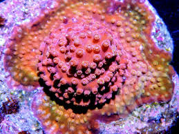 Cyphastrea Coral Lava For Sale