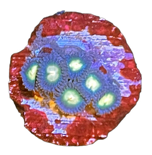 dq Zoanthid, Green Lantern - Aquacultured - Image 1