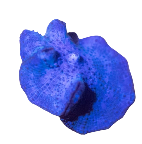 Blue Discoma Mushroom - Image 1