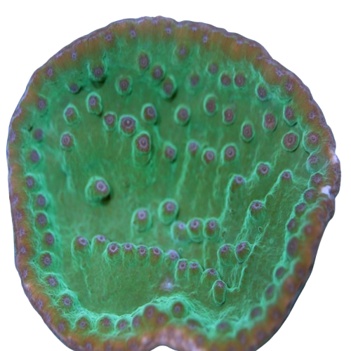 image026 Turban Coral, Neon Green - Aquacultured - Image 1