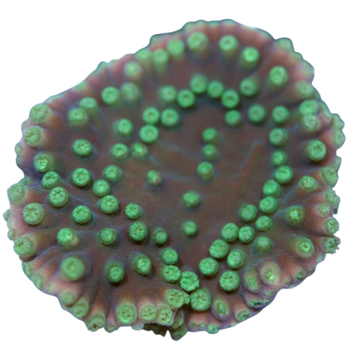 image028 Turban Coral, Yellow Scroll - Aquacultured - Image 1