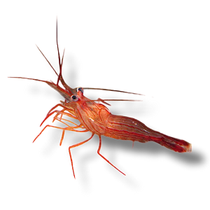 Saltwater Peppermint Shrimp For Sale