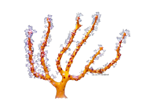 1510180-3-7-30-24-removebg-preview Yellow Finger Gorgonian - Image 1