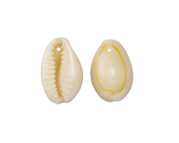 Money Cowrie Shell Pendant 10-14x15-19mm Money Cowrie - Image 1