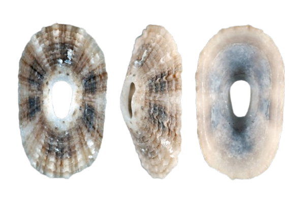 7f077a_1f9b1a8823854c959253f576d676086e_mv2_d_1832_1208_s_2-removebg-preview.png Fleshy Limpet - Image 1