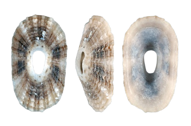 7f077a_1f9b1a8823854c959253f576d676086e_mv2_d_1832_1208_s_2-removebg-preview.png Fleshy Limpet - Image 1