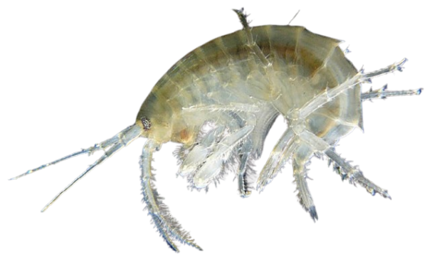 Live Amphipods - Image 1