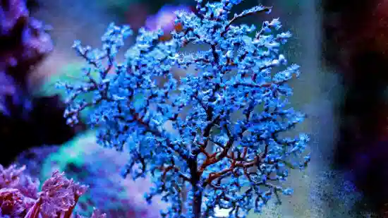 9d01e610-ce92-11ee-b4ea-cf88b8669fdd Sea Fan Gorgonian - Image 1