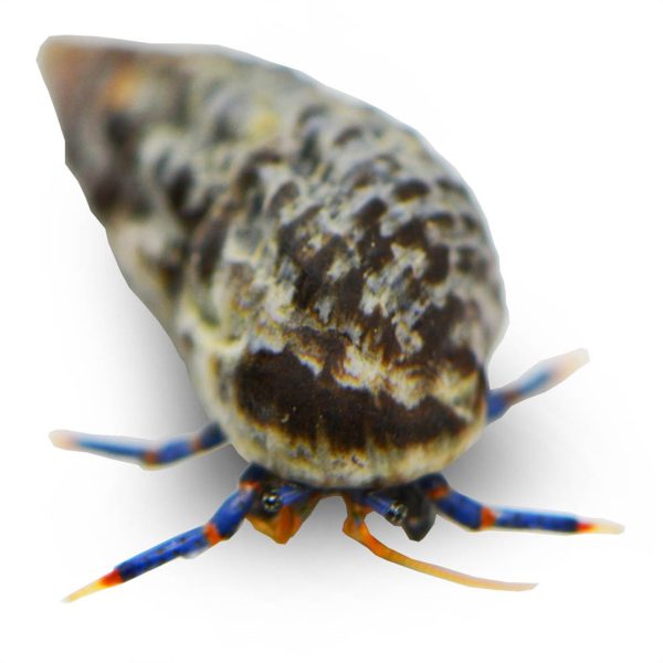 Blue Leg Hermit - Image 1